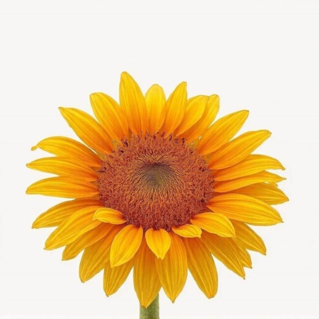 Wady i zalety pelletu słonecznikowego